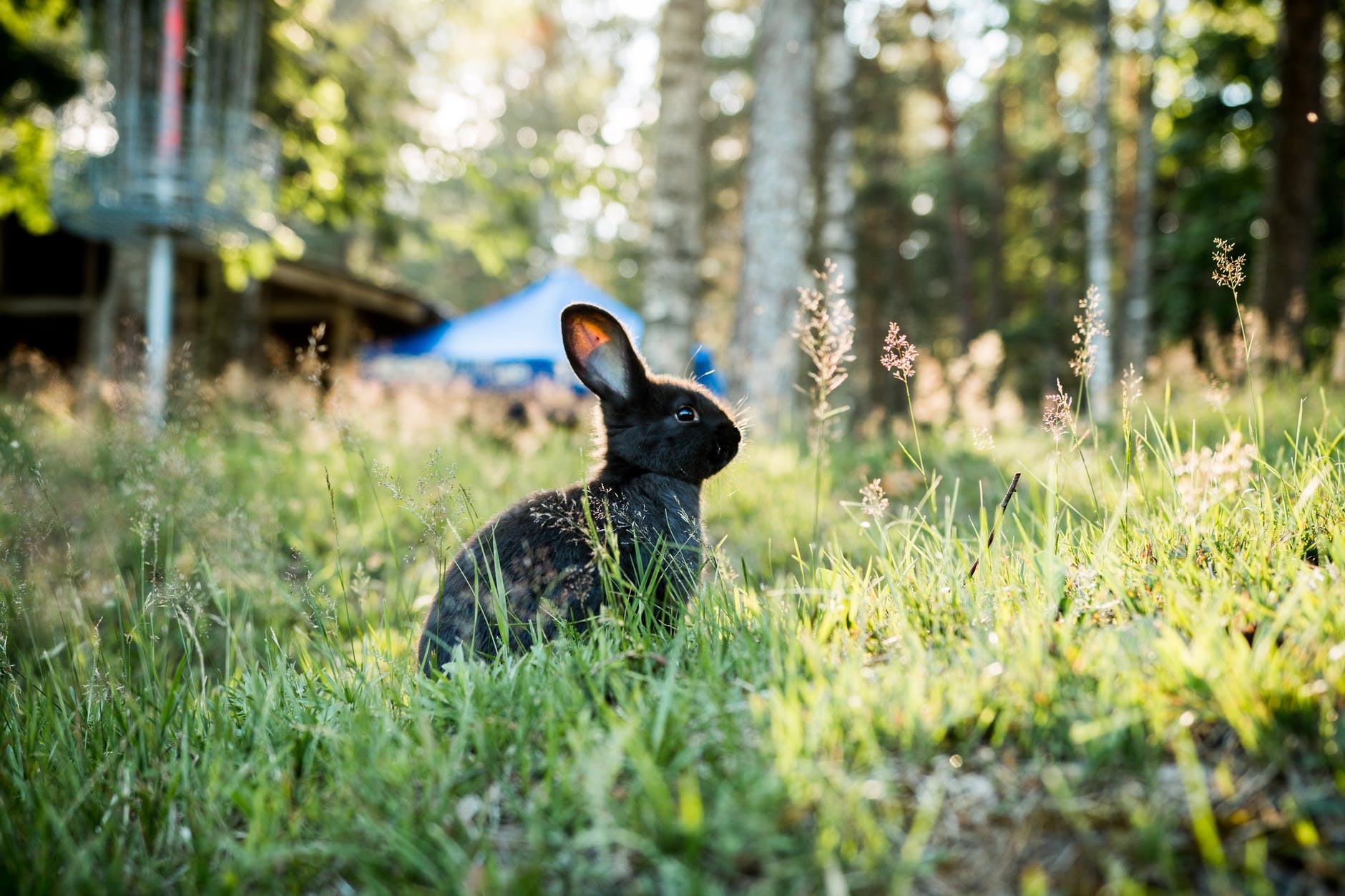 bunny pic